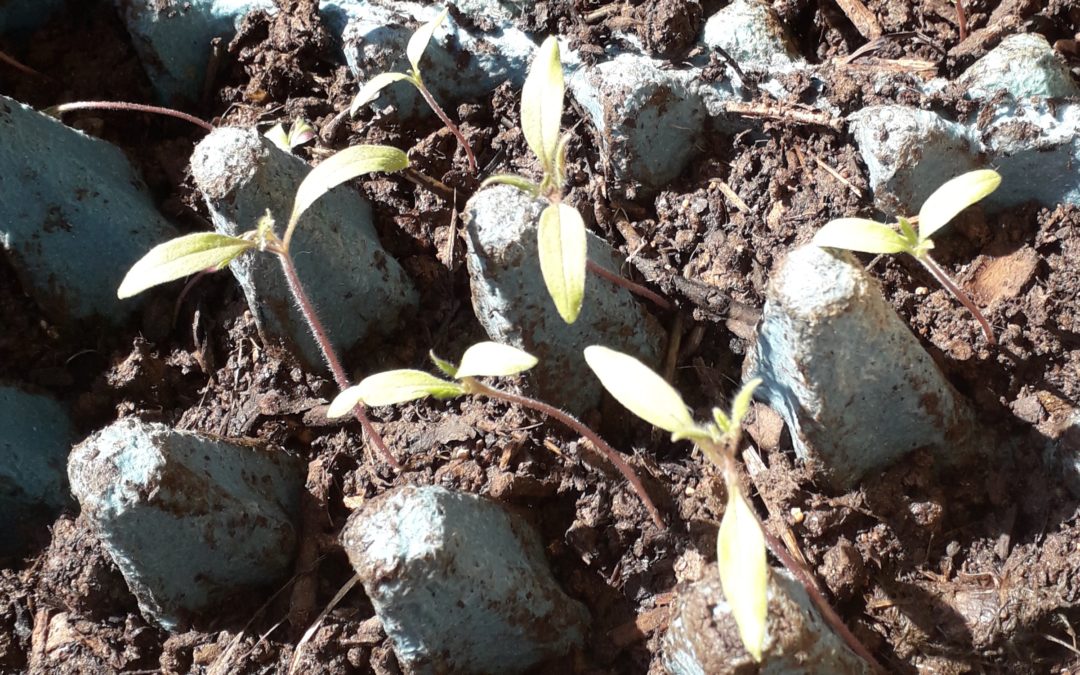 Du nouveau à La Sauce à l&rsquo;arrivée du printemps : une belle aventure qui démarre